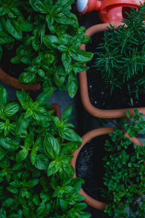 Herbs