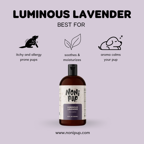 Luminous Lavender