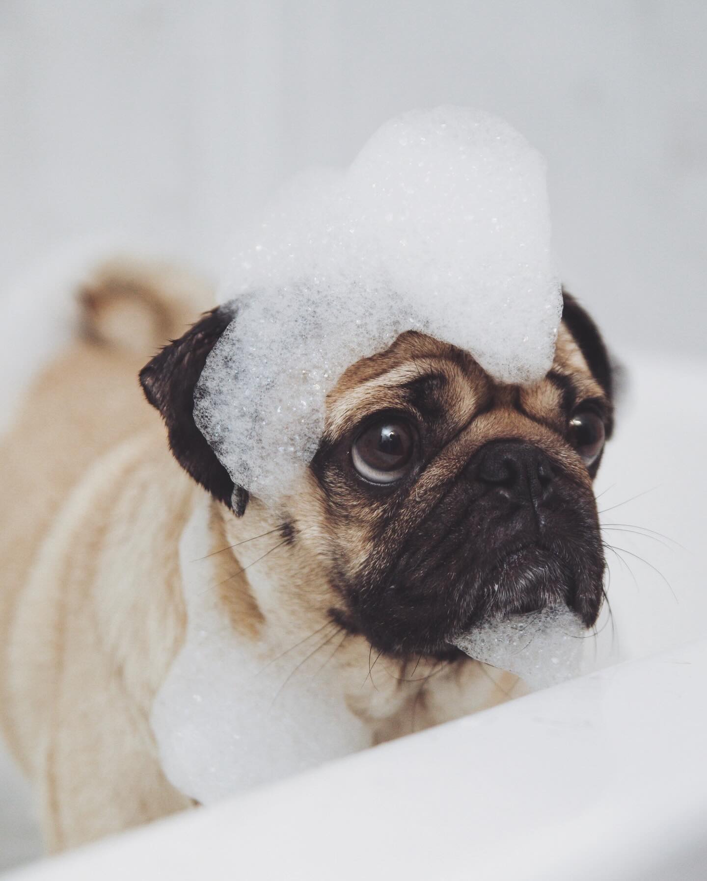 Nonipup - Our Story | Holistic Pet Care