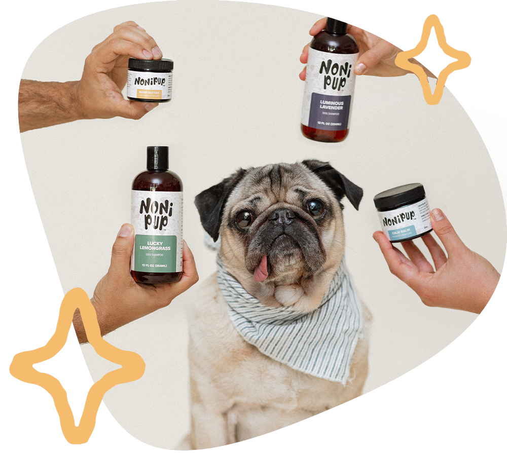 Dog care top shop near me